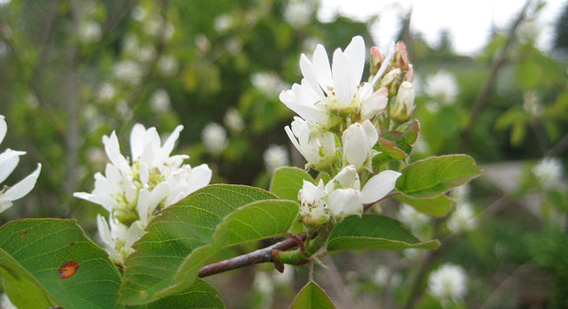 close-up of a blooming serviceberry bush, with landscaping in soft focus in the background