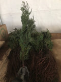 Incense Cedar