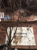 Serviceberry