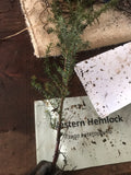 Western Hemlock