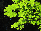 Bigleaf Maple