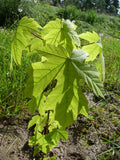 Bigleaf Maple