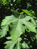 Bigleaf Maple