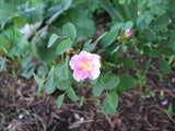 Baldhip Rose