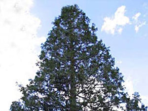 Incense Cedar