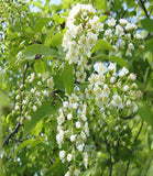 Chokecherry