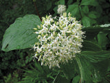 Red Osier Dogwood