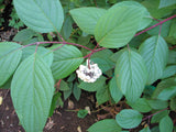 Red Osier Dogwood