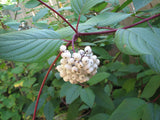 Red Osier Dogwood