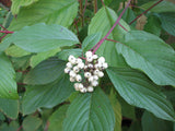 Red Osier Dogwood