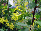 Golden Currant