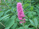 Douglas Spirea