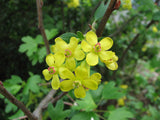 Golden Currant