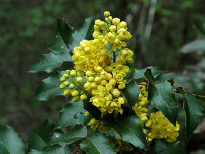 Tall Oregon Grape