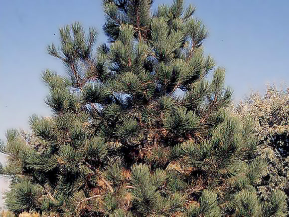 Willamette Valley Ponderosa Pine