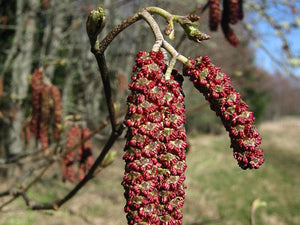 Red Alder