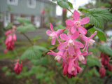 Red Flowering Currant