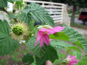 Salmonberry