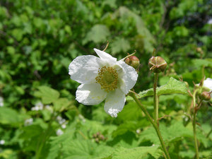 Thimbleberry