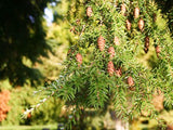 Western Hemlock