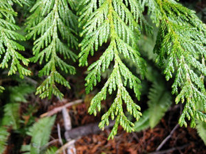 Western Redcedar