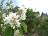 Serviceberry