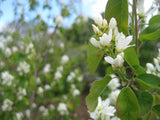 Serviceberry