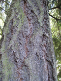 Douglas Fir