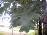 Oregon White Oak