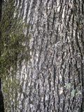 Oregon White Oak