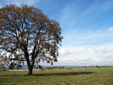 Oregon White Oak