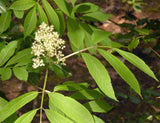 Red Elderberry