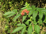 Red Elderberry