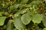 Cascara