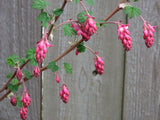 Red Flowering Currant