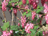 Red Flowering Currant