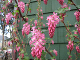 Red Flowering Currant