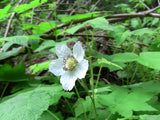 Thimbleberry