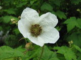 Thimbleberry