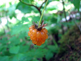 Salmonberry