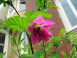 Salmonberry