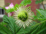 Salmonberry