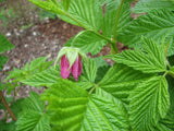 Salmonberry