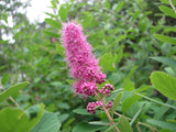 Douglas Spirea