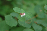 Snowberry