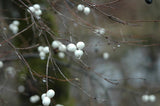 Snowberry