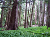 Western Redcedar