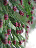 Western Redcedar