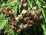 Western Redcedar