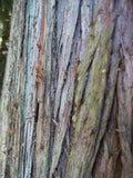 Western Redcedar